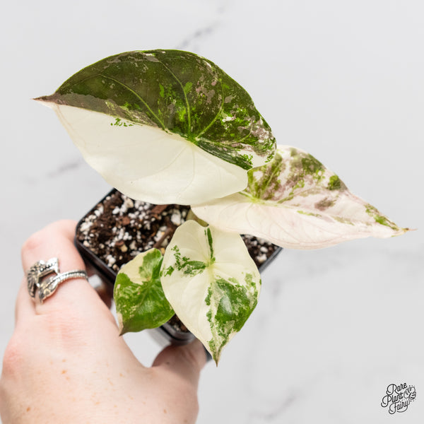 Alocasia 'Uhinkii' Albo/Pink Variegated (Previously Alocasia Wentii) (wk3-O)