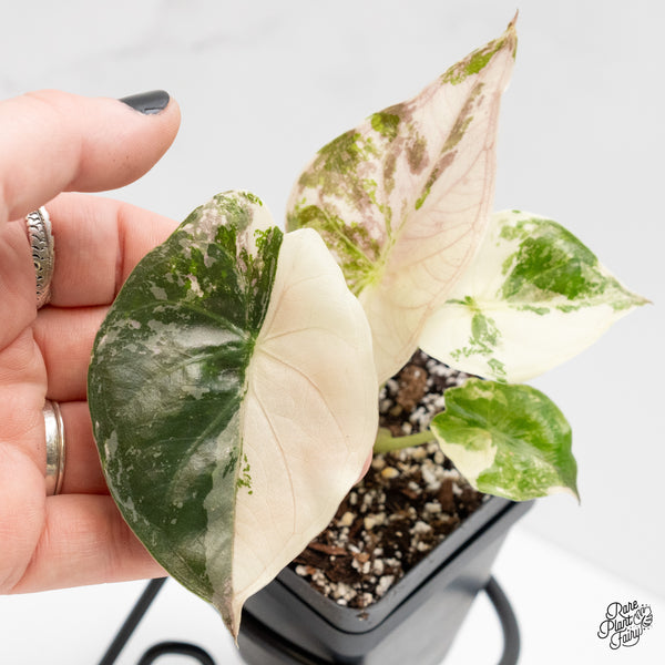 Alocasia 'Uhinkii' Albo/Pink Variegated (Previously Alocasia Wentii) (wk3-O)