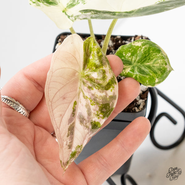 Alocasia 'Uhinkii' Albo/Pink Variegated (Previously Alocasia Wentii) (wk3-O)