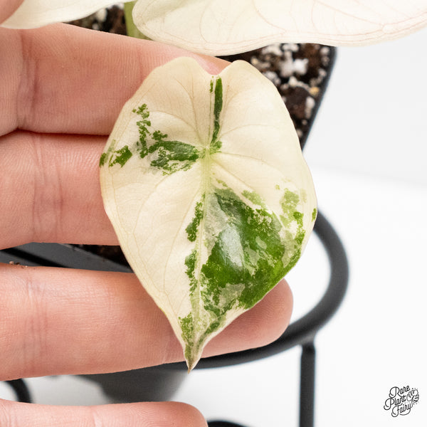 Alocasia 'Uhinkii' Albo/Pink Variegated (Previously Alocasia Wentii) (wk3-O)