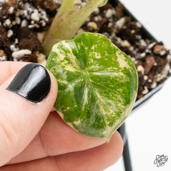 Alocasia 'Uhinkii' Albo/Pink Variegated (Previously Alocasia Wentii) (wk3-O)