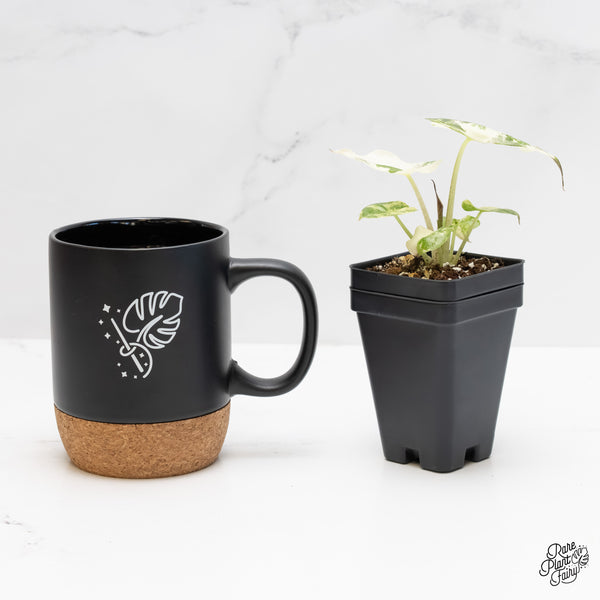 Alocasia 'Uhinkii' Albo/Pink Variegated (Previously Alocasia Wentii) (wk4-A)