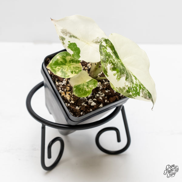 Alocasia 'Uhinkii' Albo/Pink Variegated (Previously Alocasia Wentii) (wk4-A)