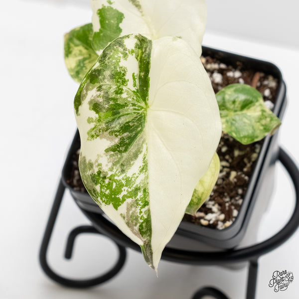 Alocasia 'Uhinkii' Albo/Pink Variegated (Previously Alocasia Wentii) (wk4-A)