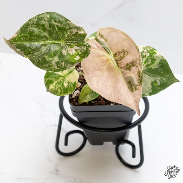 Alocasia 'Uhinkii' Albo/Pink Variegated (Previously Alocasia Wentii) (wk5-C)