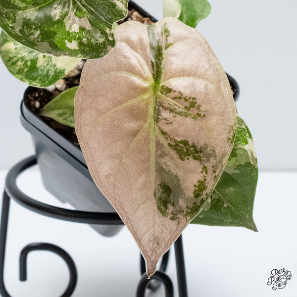 Alocasia 'Uhinkii' Albo/Pink Variegated (Previously Alocasia Wentii) (wk5-C)