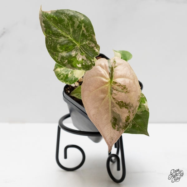 Alocasia 'Uhinkii' Albo/Pink Variegated (Previously Alocasia Wentii) (wk5-C)