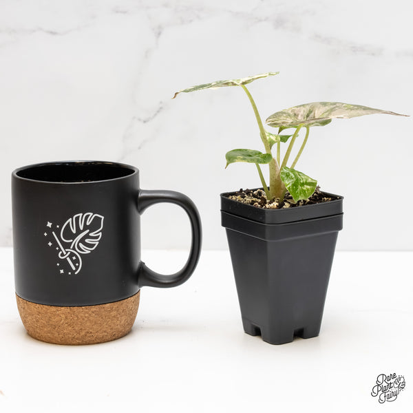 Alocasia 'Uhinkii' Albo/Pink Variegated (Previously Alocasia Wentii) (wk3-R)