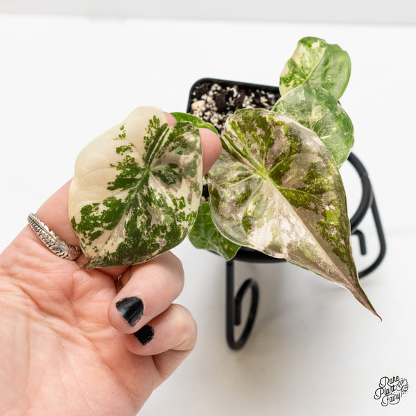 Alocasia 'Uhinkii' Albo/Pink Variegated (Previously Alocasia Wentii) (wk3-R)