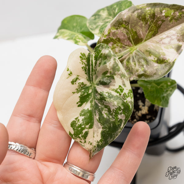 Alocasia 'Uhinkii' Albo/Pink Variegated (Previously Alocasia Wentii) (wk3-R)