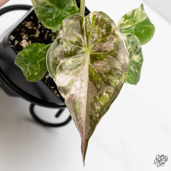 Alocasia 'Uhinkii' Albo/Pink Variegated (Previously Alocasia Wentii) (wk3-R)