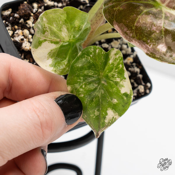 Alocasia 'Uhinkii' Albo/Pink Variegated (Previously Alocasia Wentii) (wk3-S)