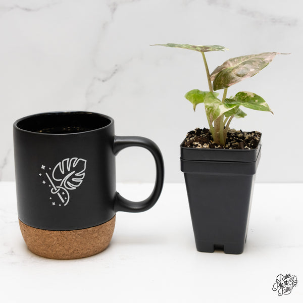 Alocasia 'Uhinkii' Albo/Pink Variegated (Previously Alocasia Wentii) (wk3-S)