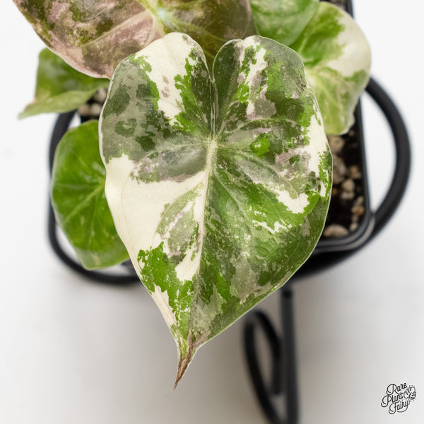 Alocasia 'Uhinkii' Albo/Pink Variegated (Previously Alocasia Wentii) (wk3-S)