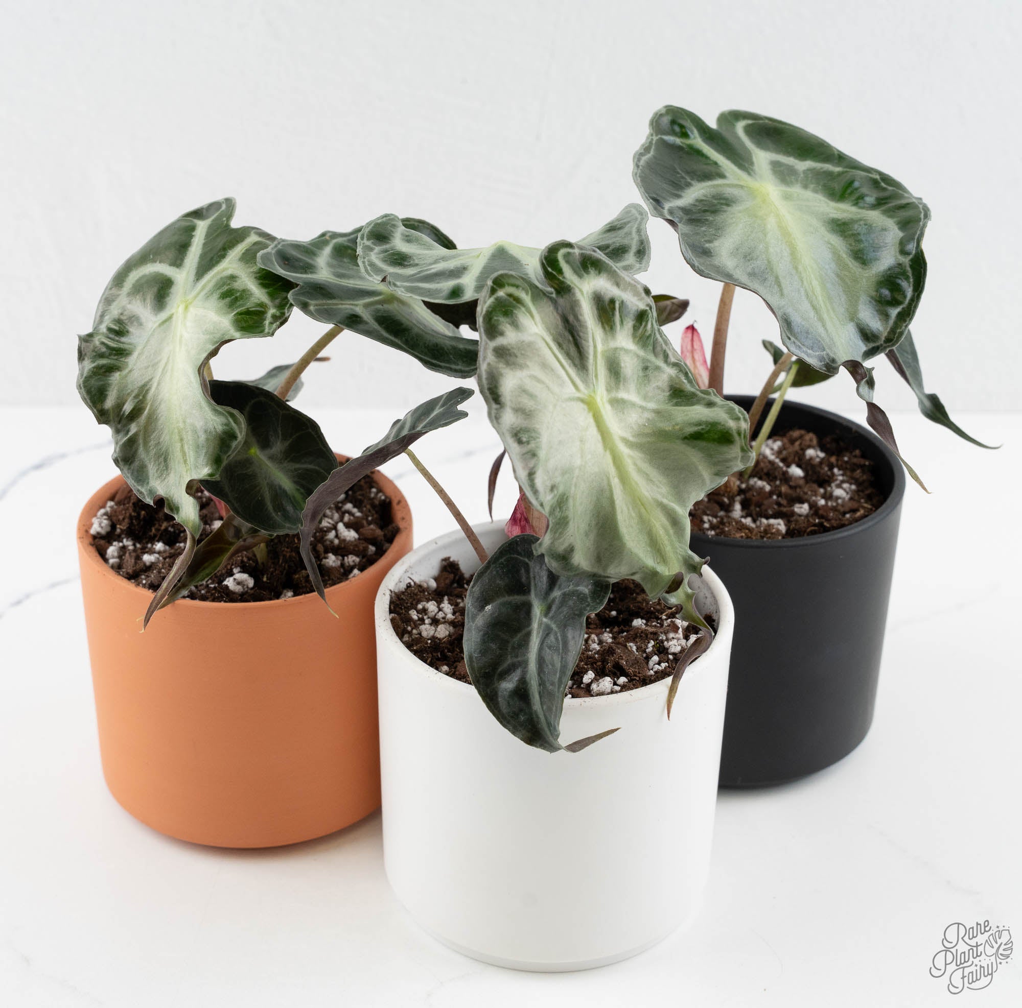 Alocasia 'Venom' Care Guide – Rare Plant Fairy
