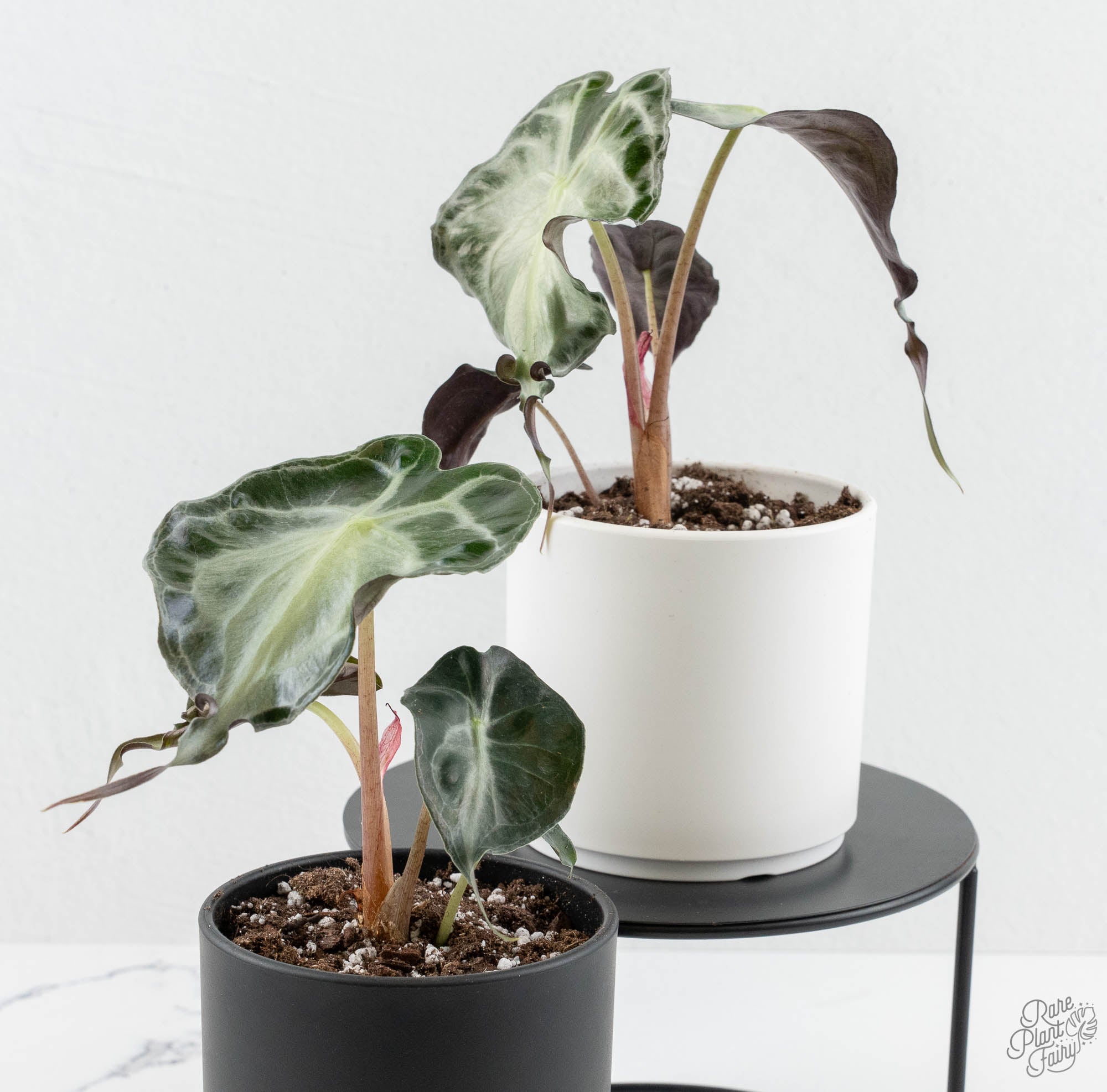 Alocasia 'Venom' *Grower's Choice* – Rare Plant Fairy