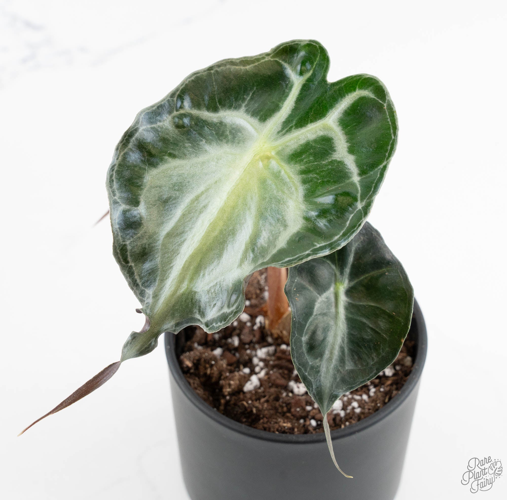 Alocasia 'Venom' Care Guide – Rare Plant Fairy