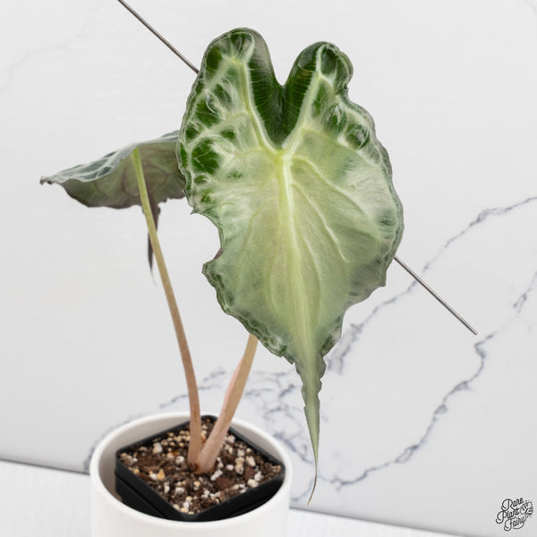 Alocasia 'Venom' *Grower's choice*