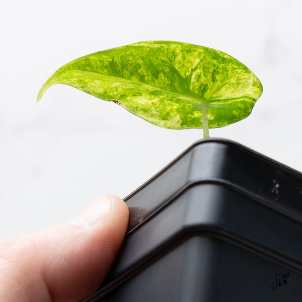 Alocasia 'Venusta' Aurea Variegated (wk45-P)