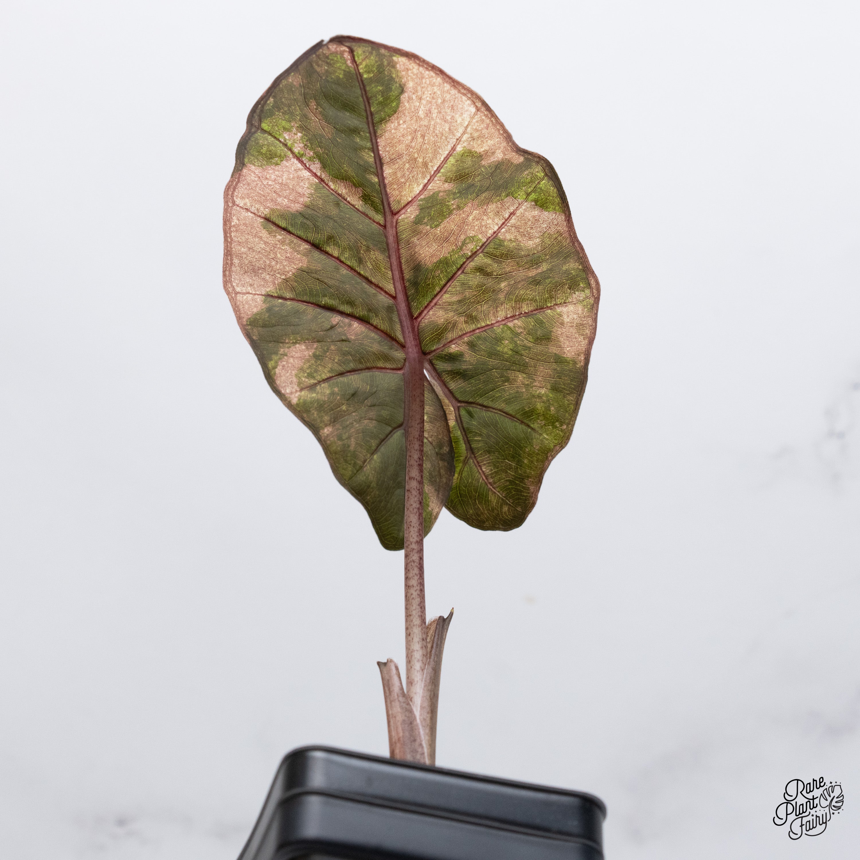 その他観葉植物 Alocasia Yucatan Princes Variegata Alocasia Yucatán Princess Variegated 3” – Rare Foliage Plant Co