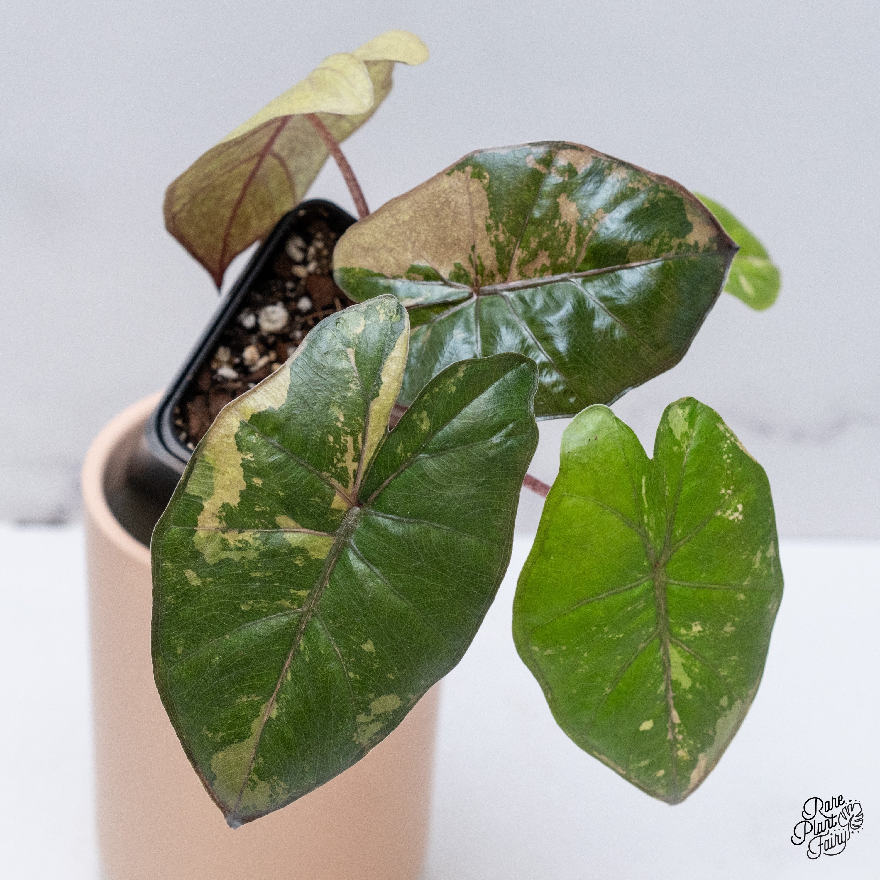 その他観葉植物 Alocasia Yucatan Princes Variegata Alocasia Yucatán Princess Variegated 3” – Rare Foliage Plant Co