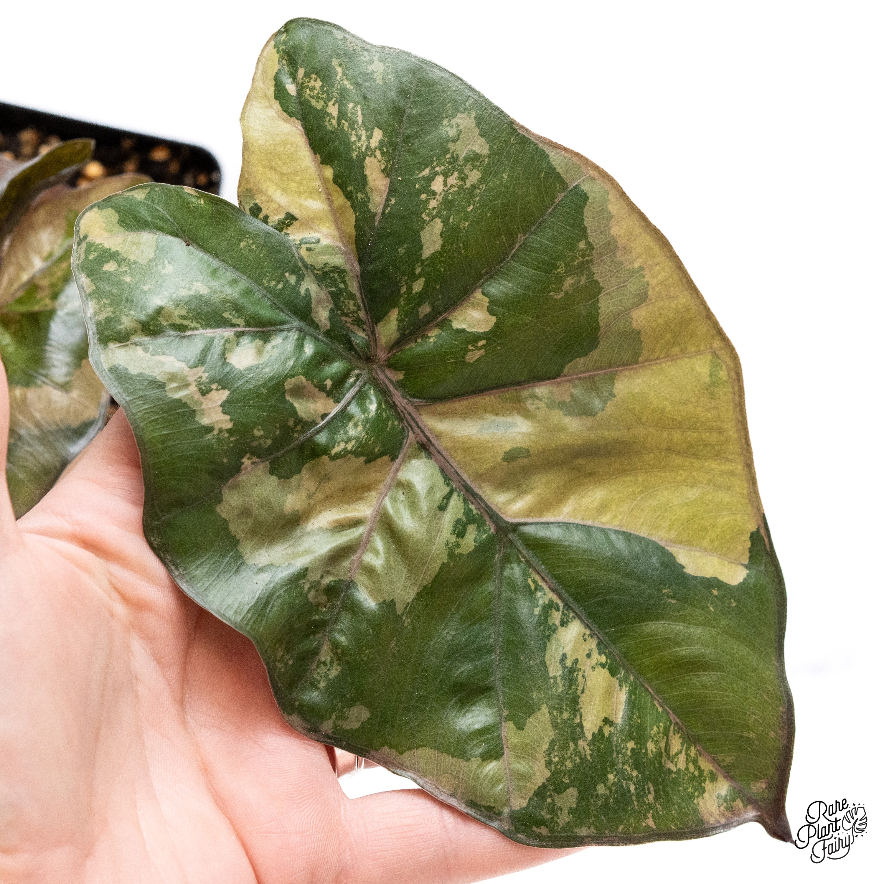 Alocasia 'Yucatan Princess' Variegated (wk39-B) – Rare Plant Fairy