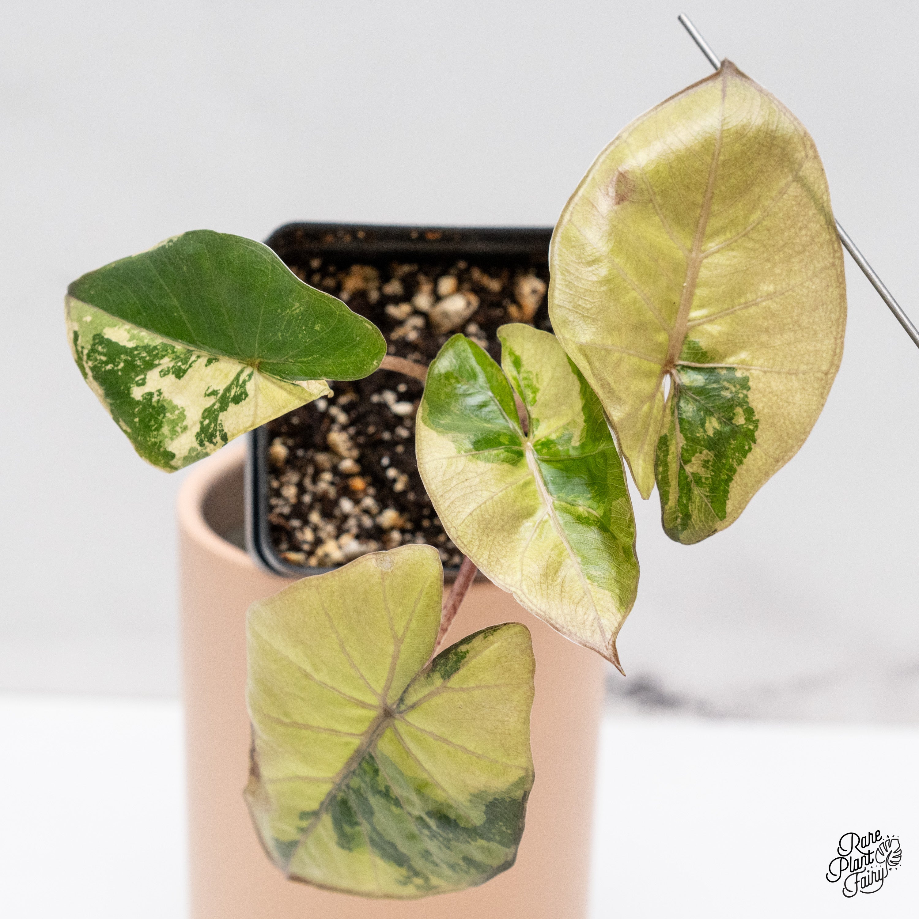 その他観葉植物 Alocasia Yucatan Princes Variegata Alocasia 'Yucatan Princess' Variegated (wk39-F) – Rare Plant Fairy
