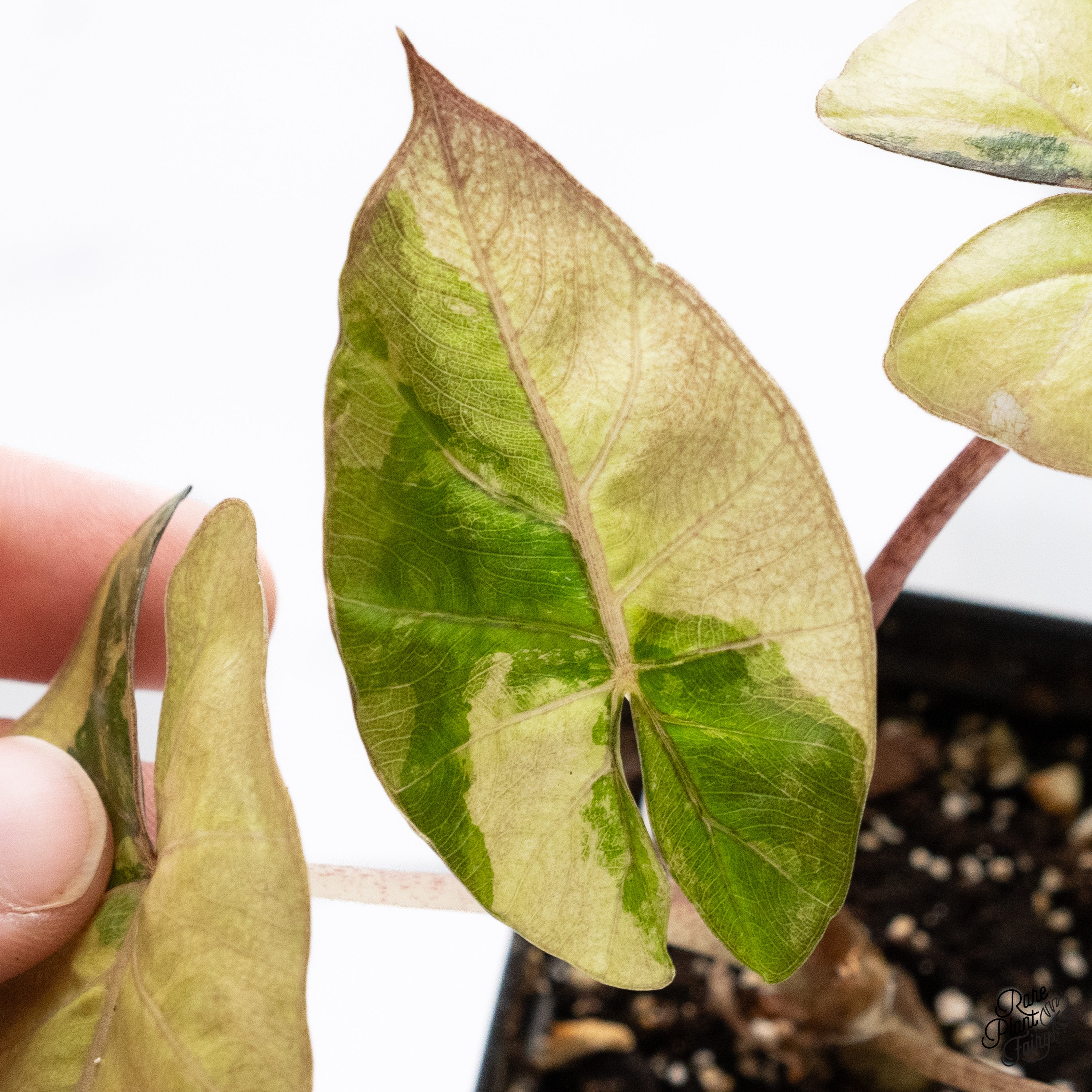 Alocasia 'Yucatan Princess' Variegated (wk39-F) – Rare Plant Fairy