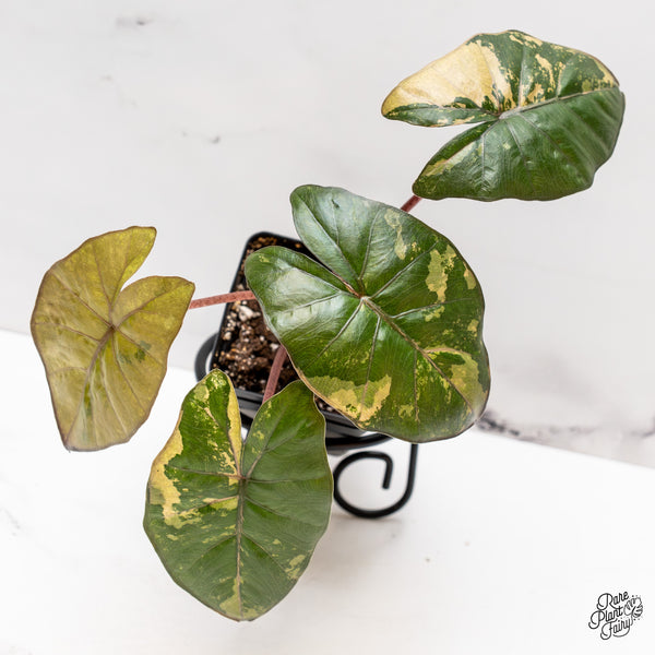 Alocasia 'Yucatan Princess' Variegated (wk47-K)