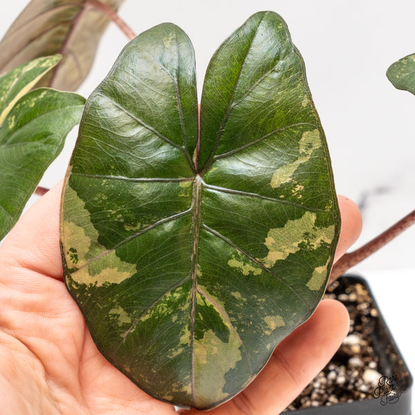 Alocasia 'Yucatan Princess' Variegated (wk47-K)