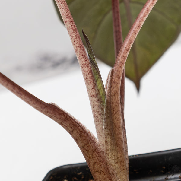 Alocasia 'Yucatan Princess' Variegated (wk47-K)