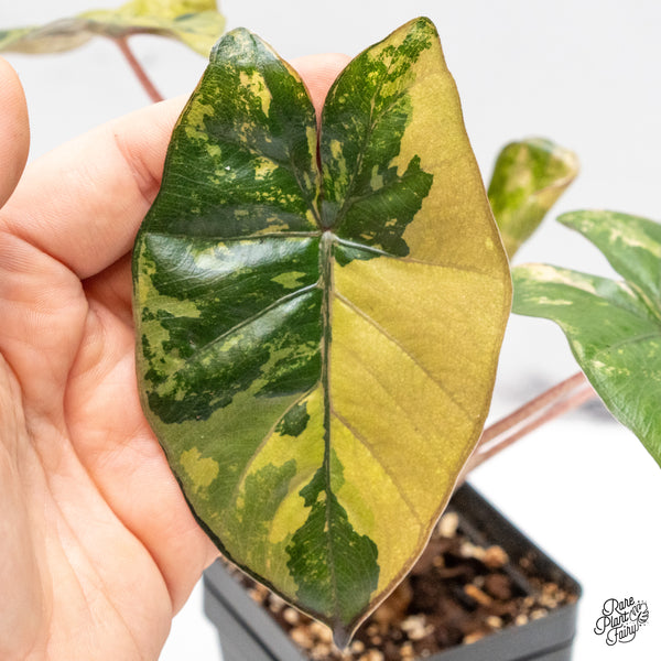 Alocasia 'Yucatan Princess' Variegated (wk48-G)