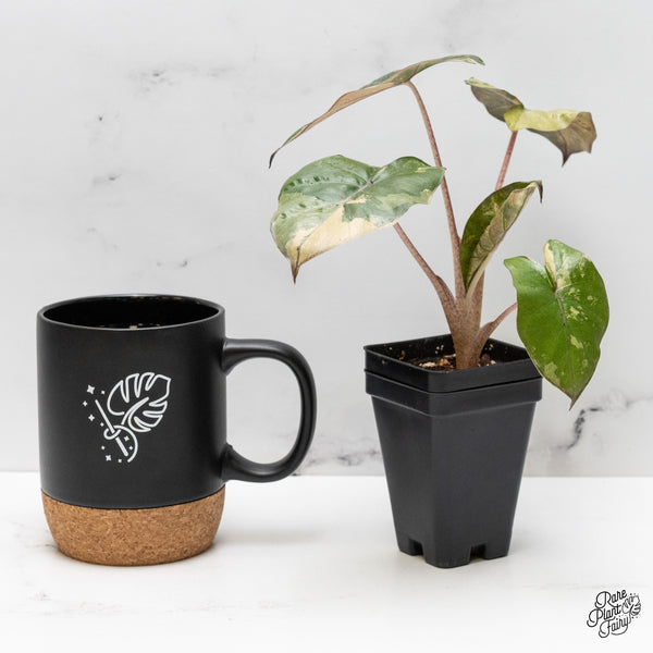 Alocasia 'Yucatan Princess' Variegated (wk48-G)