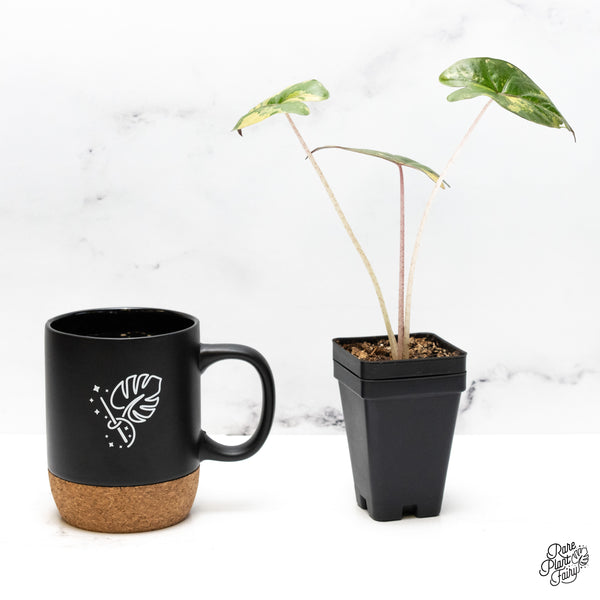 Alocasia 'Yucatan Princess' Variegated (wk51-B)