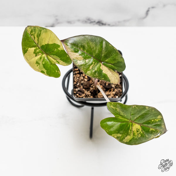 Alocasia 'Yucatan Princess' Variegated (wk51-B)