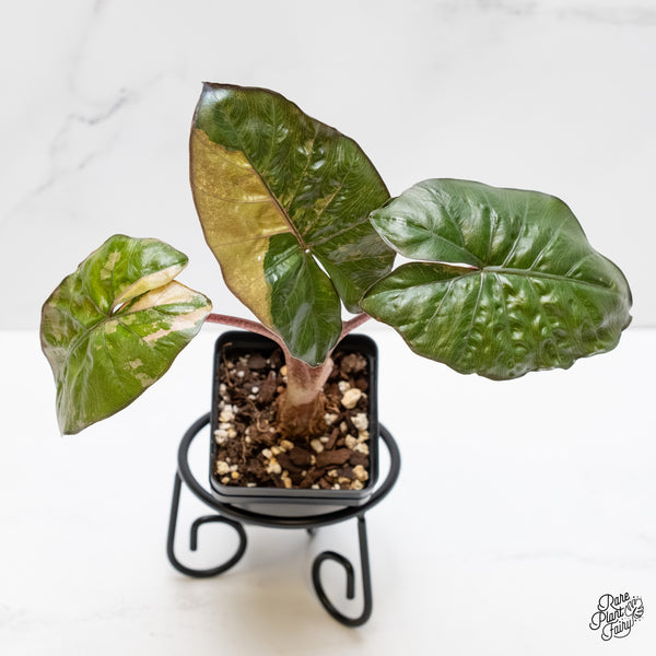 Alocasia 'Yucatan Princess' Variegated (wk3-J)