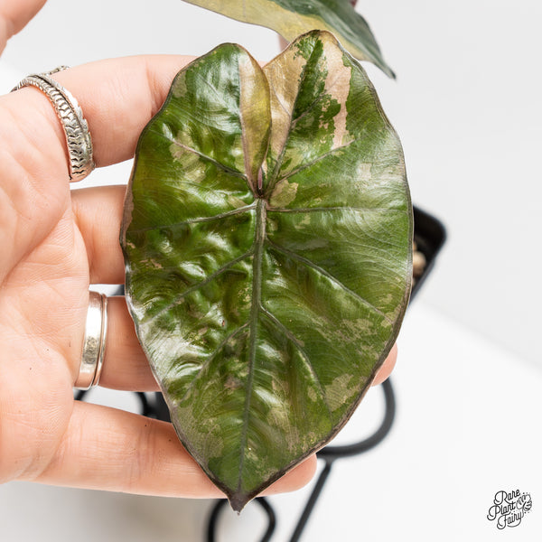 Alocasia 'Yucatan Princess' Variegated (wk3-J)
