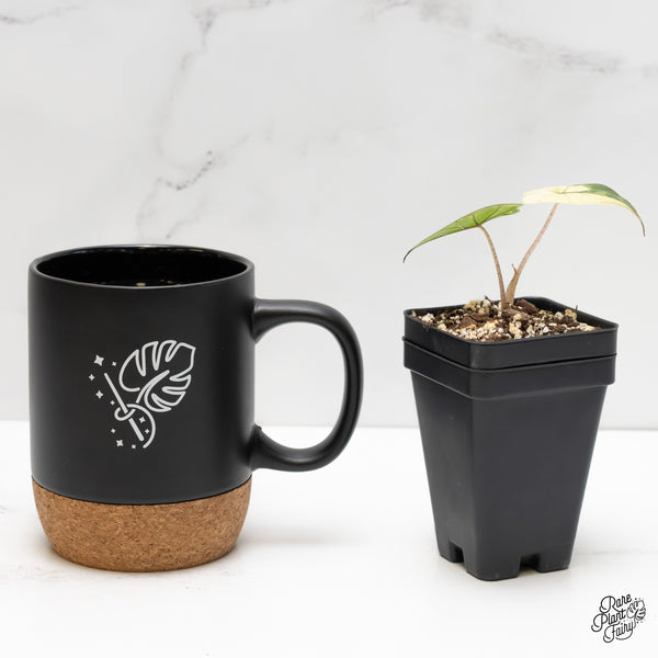 Alocasia 'Yucatan Princess' Variegated (wk6-C)