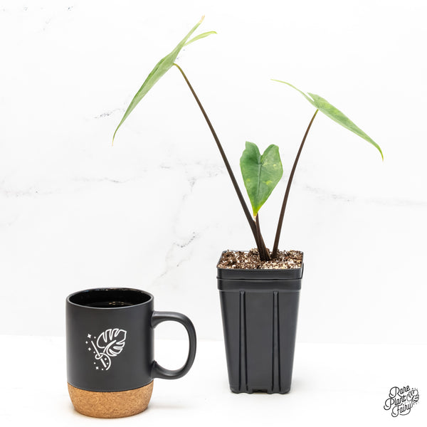 Alocasia 'Zebrina' Black Stem Variegated *Sport* (wk4-UC)