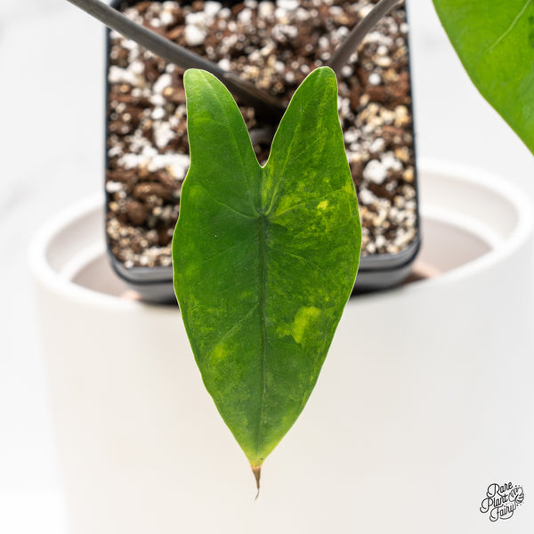 Alocasia 'Zebrina' Black Stem Variegated *Sport* (wk4-UC)