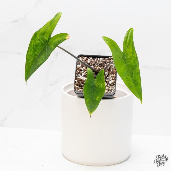 Alocasia 'Zebrina' Black Stem Variegated *Sport* (wk4-UC)