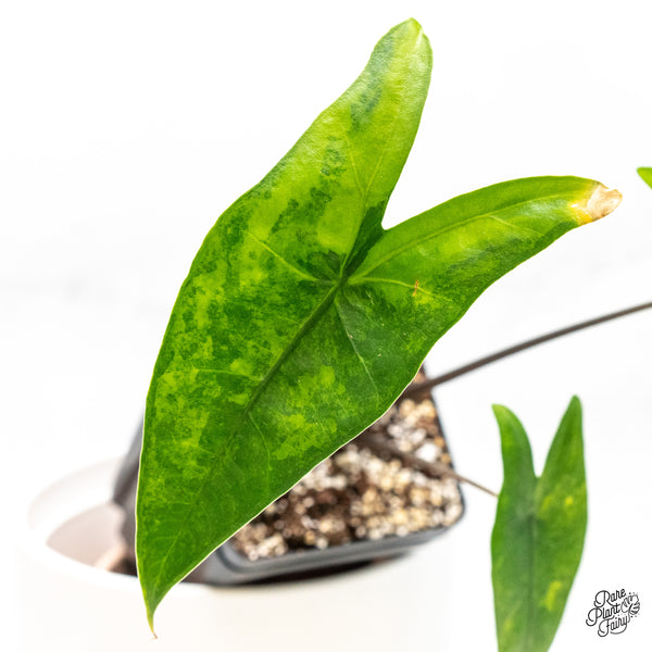 Alocasia 'Zebrina' Black Stem Variegated *Sport* (wk4-UC)