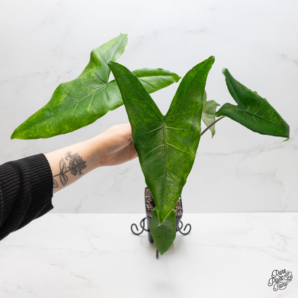 Alocasia 'Zebrina' Black Stem Variegated (wk1-UQ) *Sport*