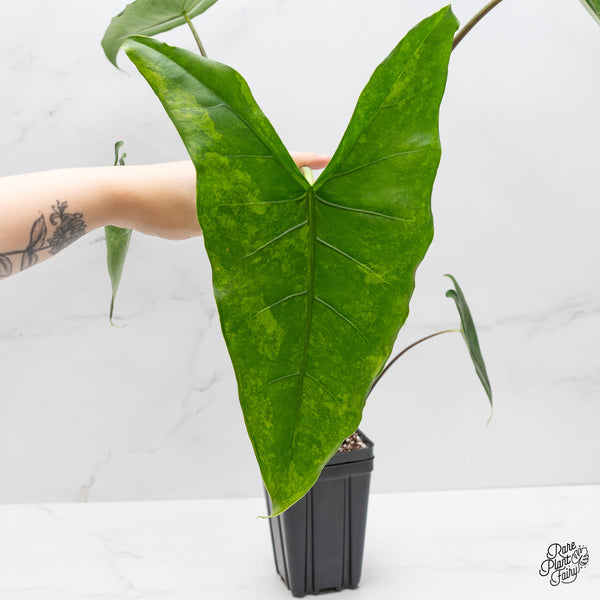 Alocasia 'Zebrina' Black Stem Variegated (wk1-UQ) *Sport*