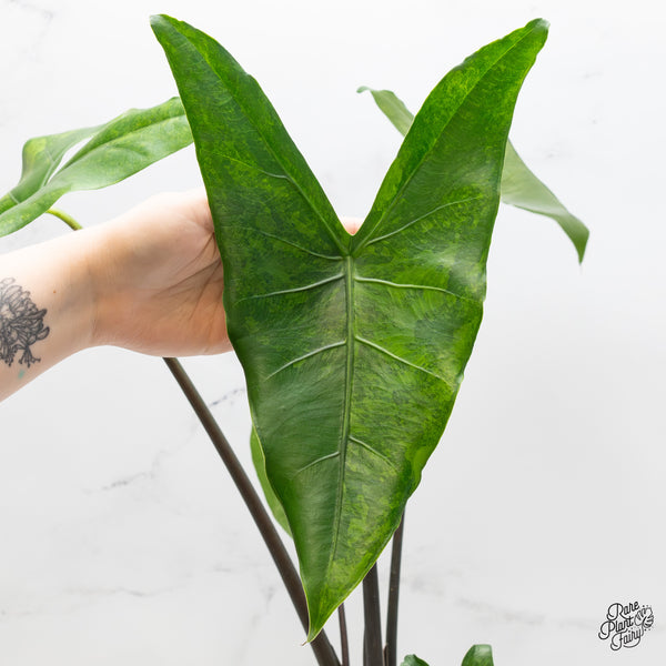 Alocasia 'Zebrina' Black Stem Variegated (wk1-UQ) *Sport*