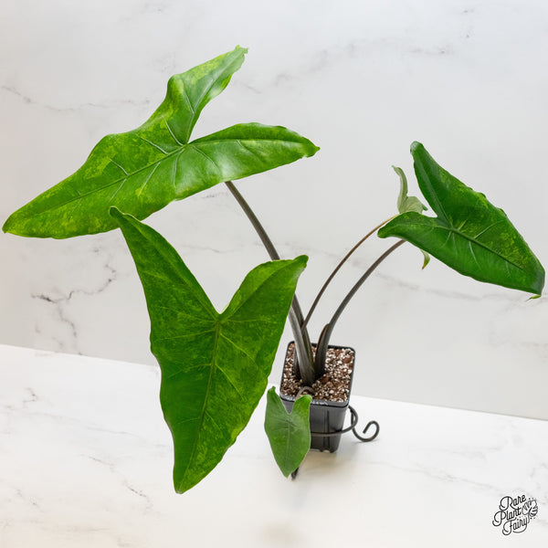 Alocasia 'Zebrina' Black Stem Variegated (wk1-UQ) *Sport*