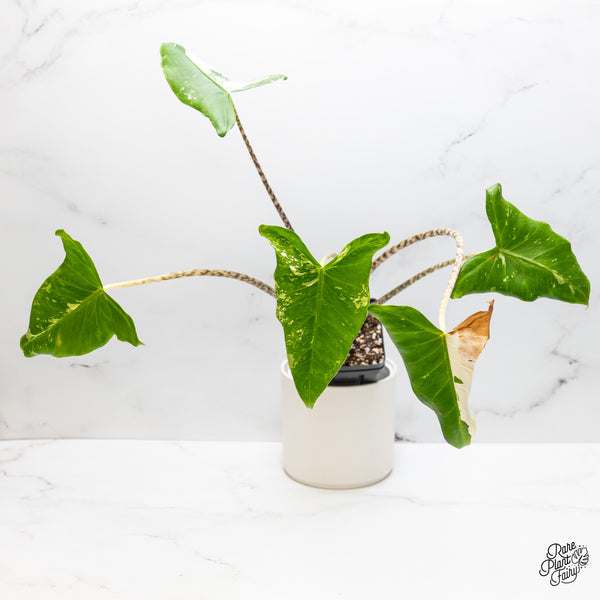 Alocasia Zebrina 'Siberian Tiger' Albo Variegated (wk51-UG)