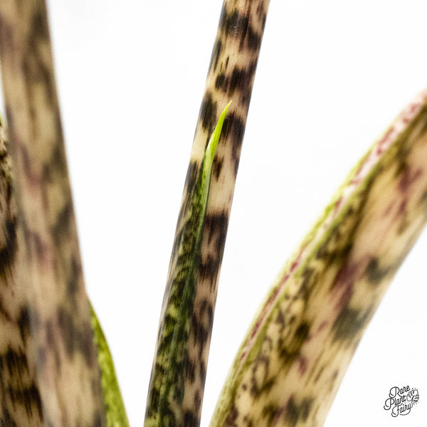 Alocasia Zebrina 'Siberian Tiger' Albo Variegated (wk51-UG)
