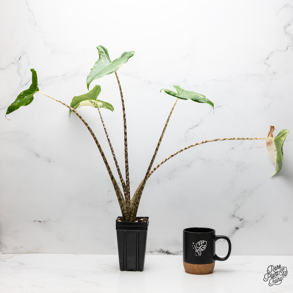 Alocasia Zebrina 'Siberian Tiger' Albo Variegated (wk51-UG)