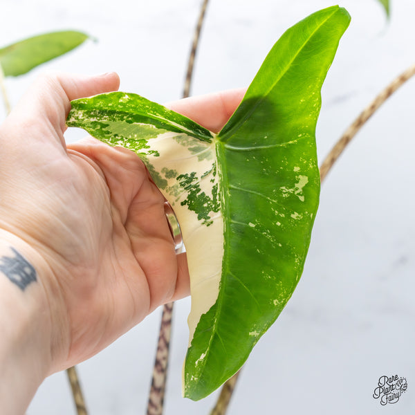 Alocasia Zebrina 'Siberian Tiger' Albo Variegated (wk51-UG)